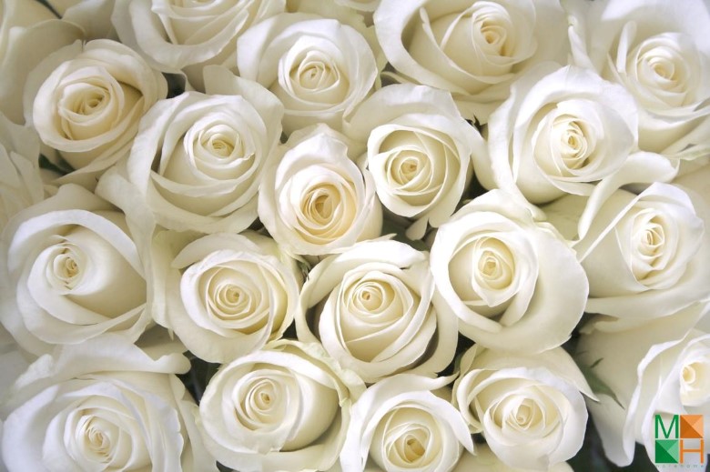 Tranh dán tường phòng ngủ đẹp tại Hà Nội FW - 013